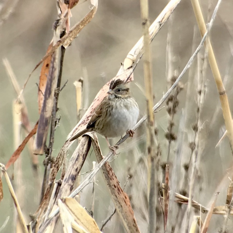 Swamp Sparrow - Mark Greene