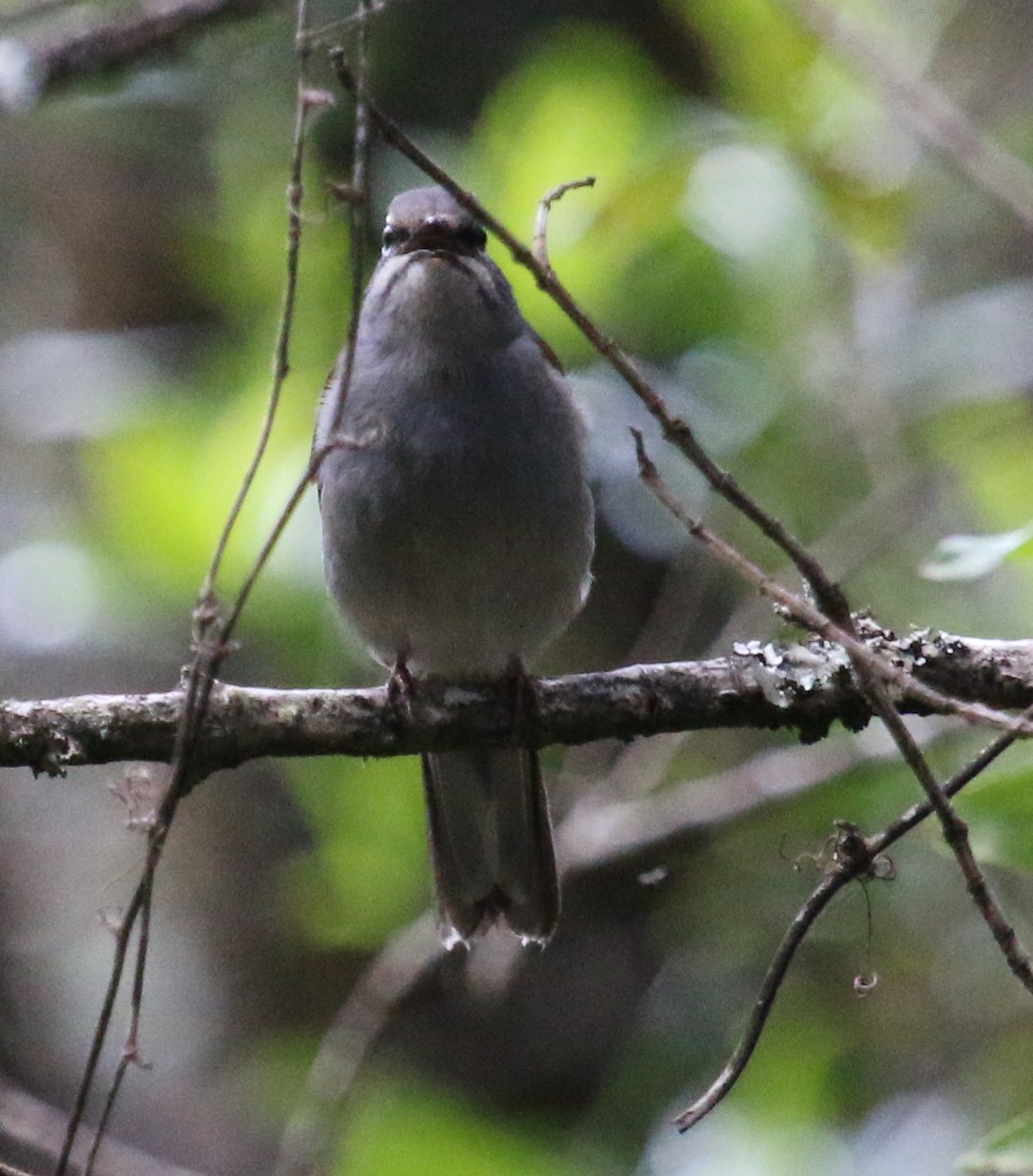 Brown-backed Solitaire - Jacob C. Cooper
