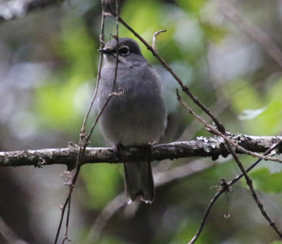 Brown-backed Solitaire - ML134613851