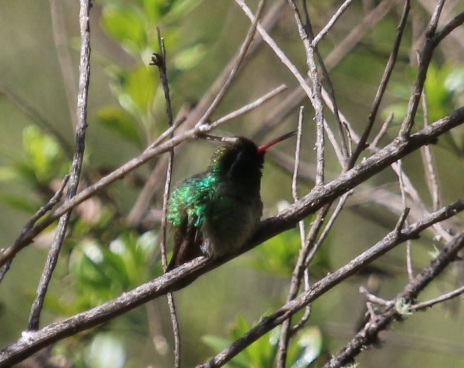 kolibřík bělouchý - ML134614171