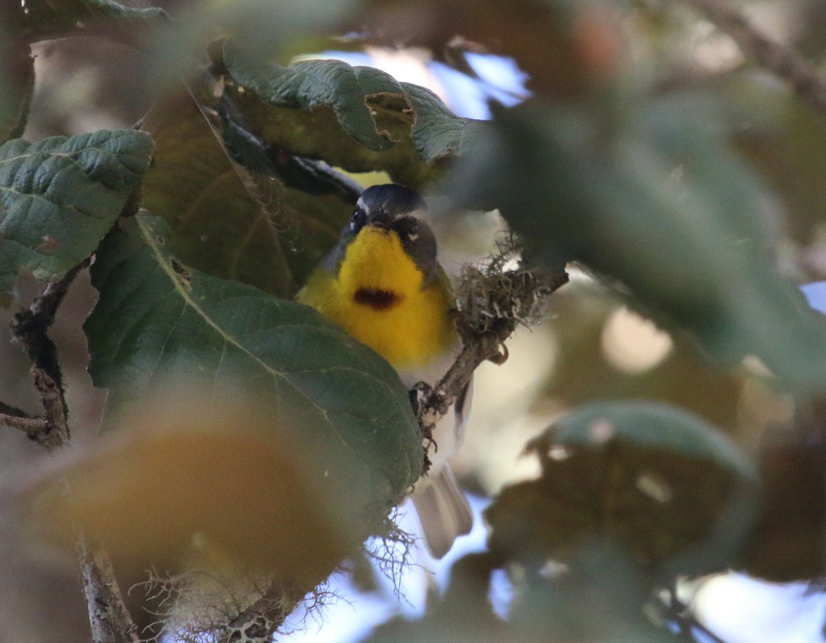 Crescent-chested Warbler - Jacob C. Cooper