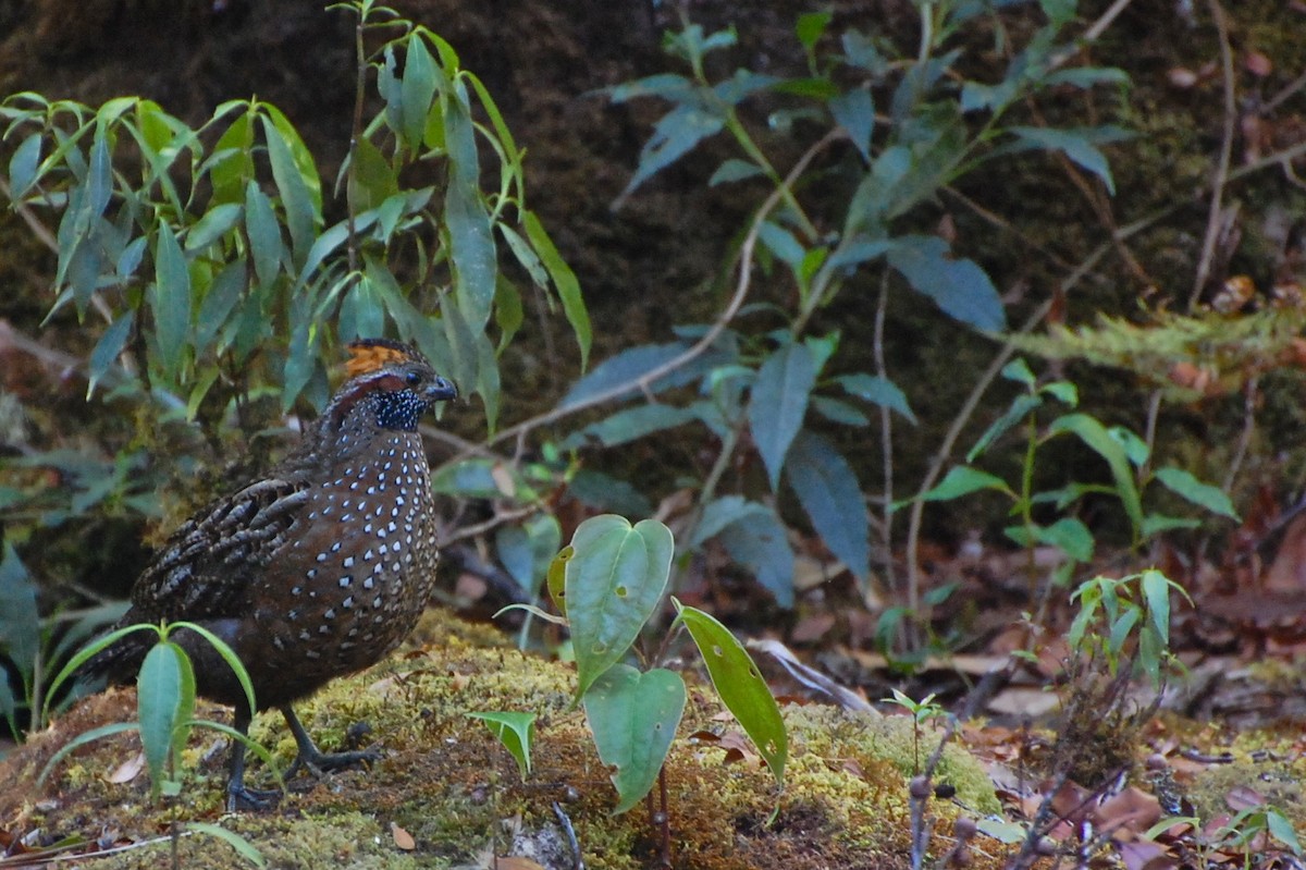 Spotted Wood-Quail - Timo Mitzen