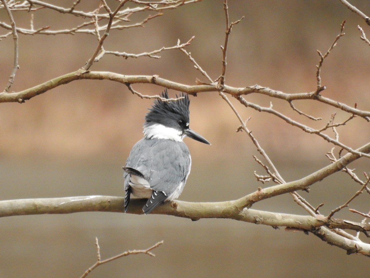 Belted Kingfisher - Timothy Guida
