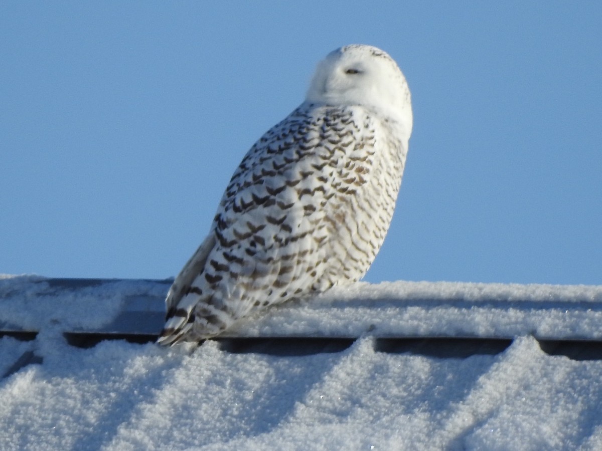 Snowy Owl - ML134619401