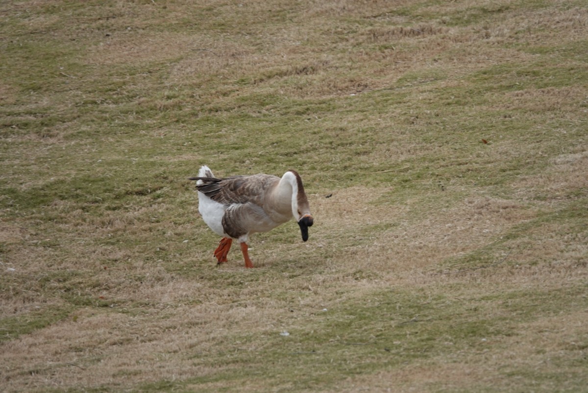 Domestic goose sp. (Domestic type) - ML134619451