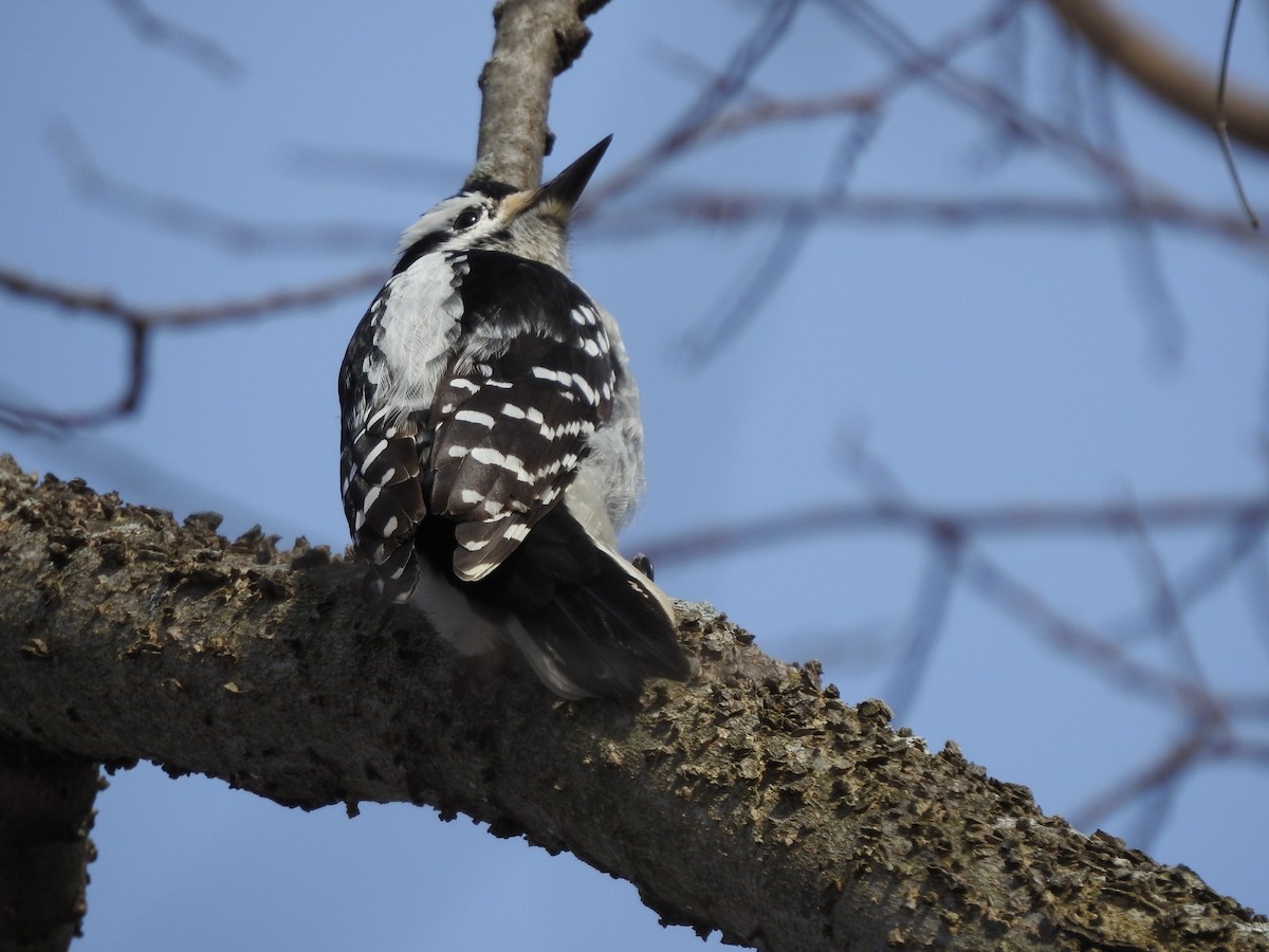 Hairy Woodpecker - Bill Stanley