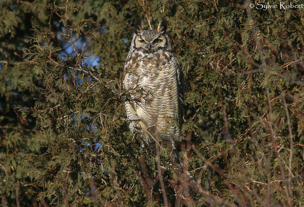 Great Horned Owl - ML134619661