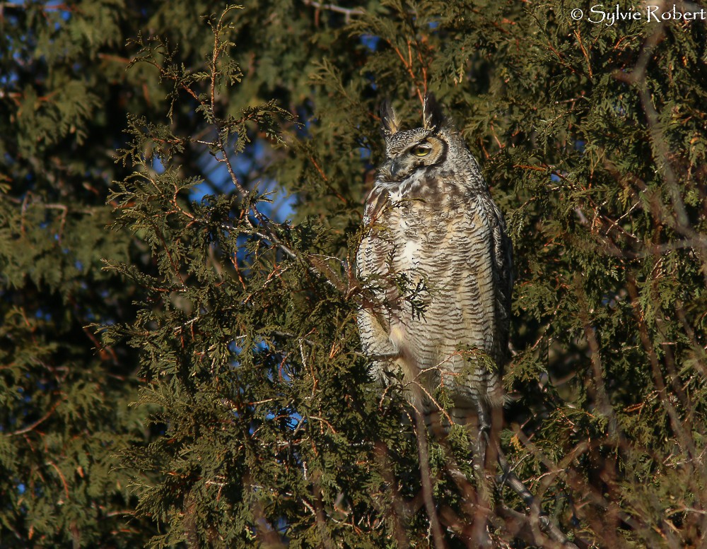 Great Horned Owl - ML134619701