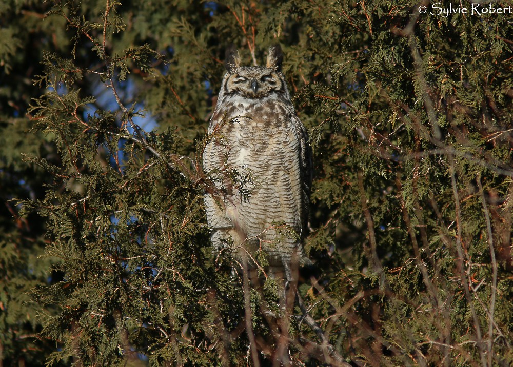 Great Horned Owl - ML134619771