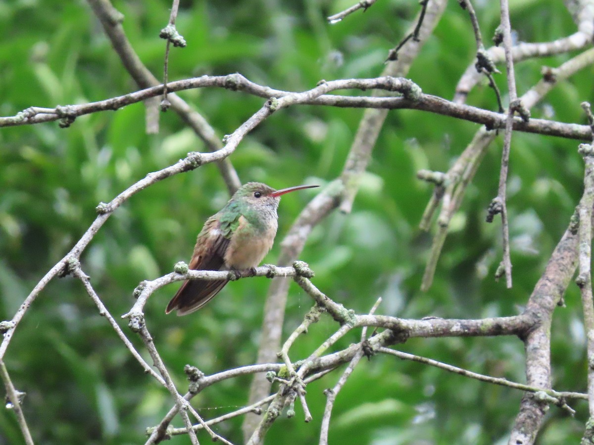 Buff-bellied Hummingbird - ML134619821