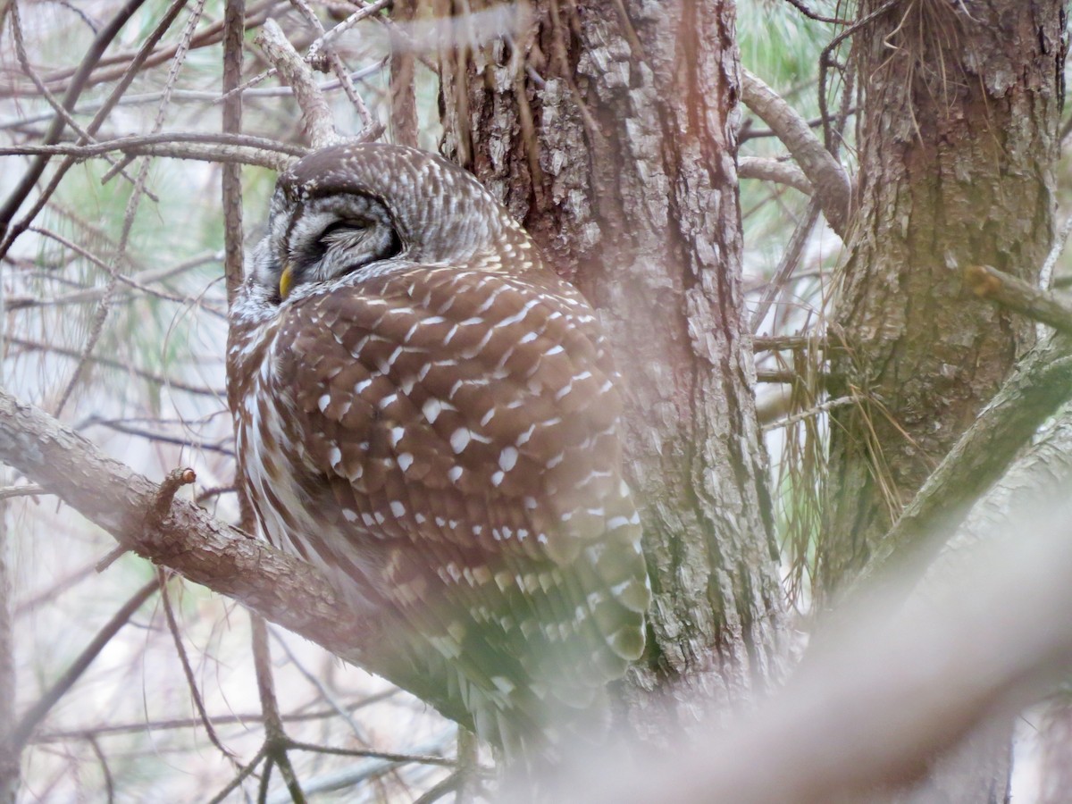 Barred Owl - ML134619941