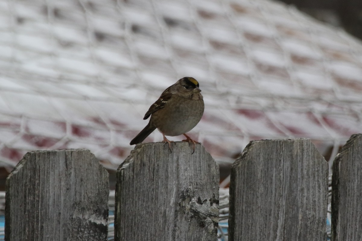 Golden-crowned Sparrow - ML134622341