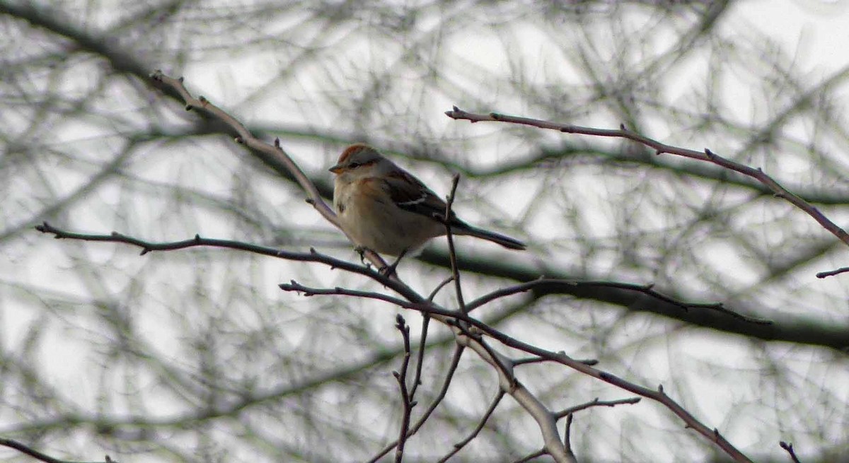 American Tree Sparrow - Larry Zirlin