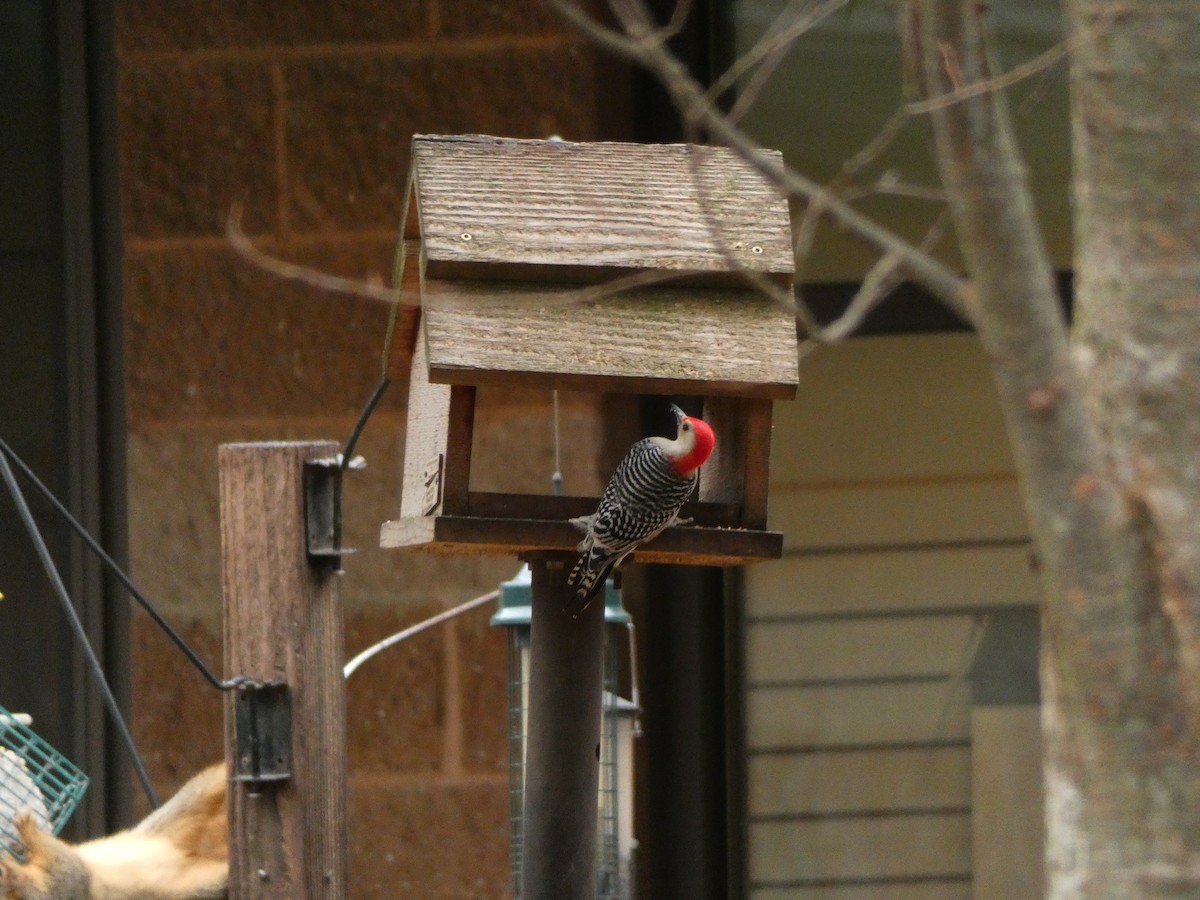 Red-bellied Woodpecker - ML134622541