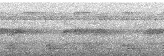 amazonvatretreløper (certhia) - ML134623
