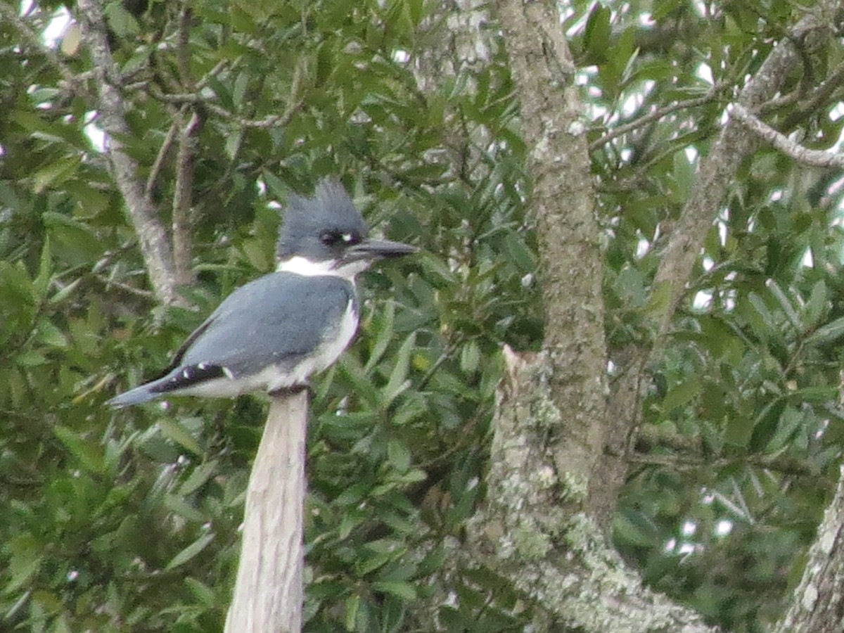 Belted Kingfisher - ML134625411