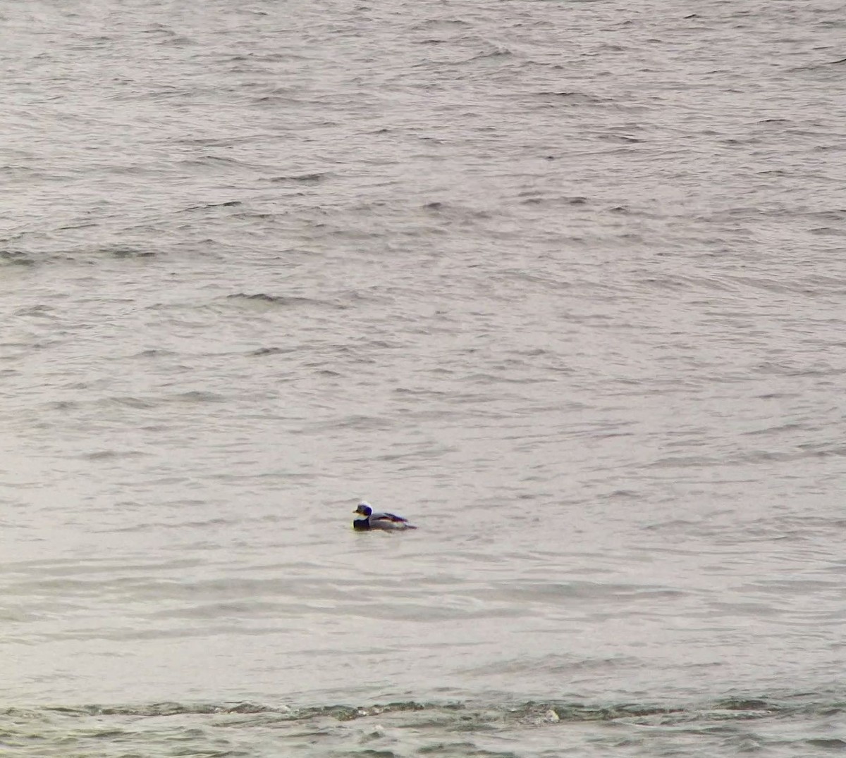 Long-tailed Duck - ML134625621