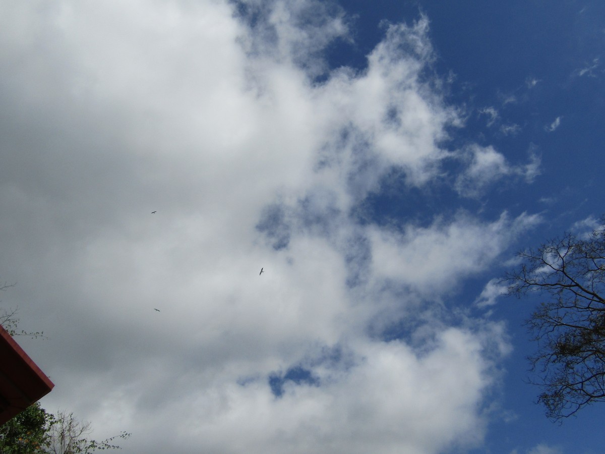 Swallow-tailed Kite - ML134626981