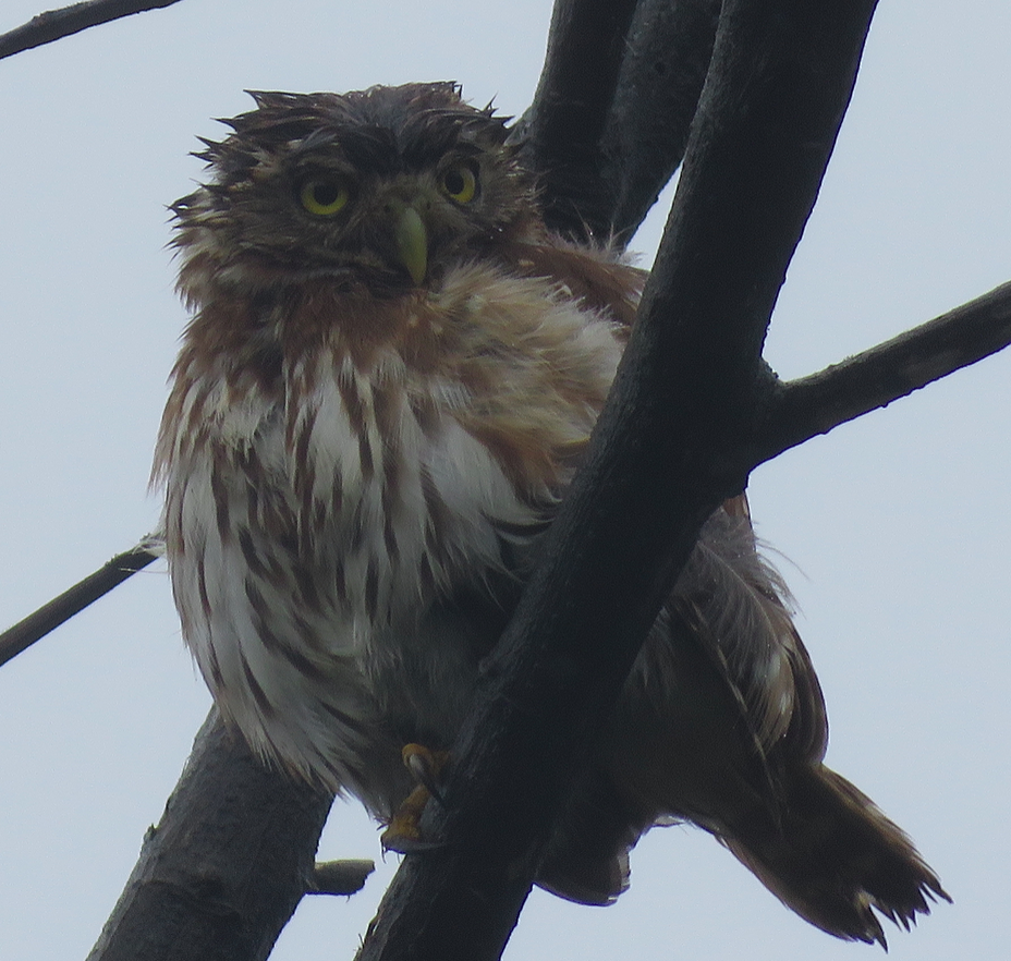 Peruvian Pygmy-Owl - Julie Watson