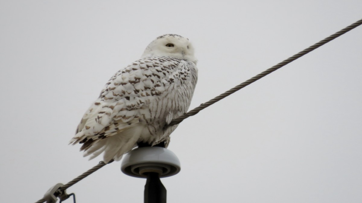 Snowy Owl - ML134628111