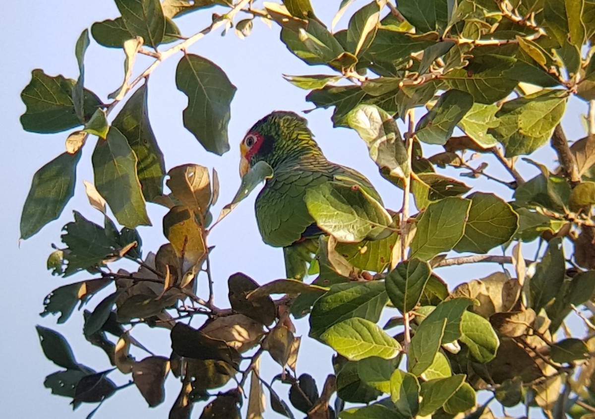Yellow-lored Parrot - ML134628141
