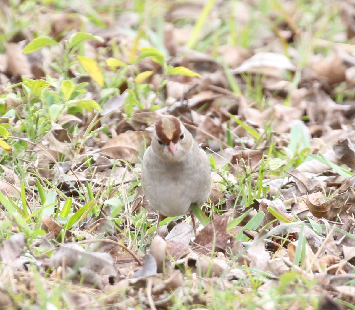White-crowned Sparrow - ML134628821