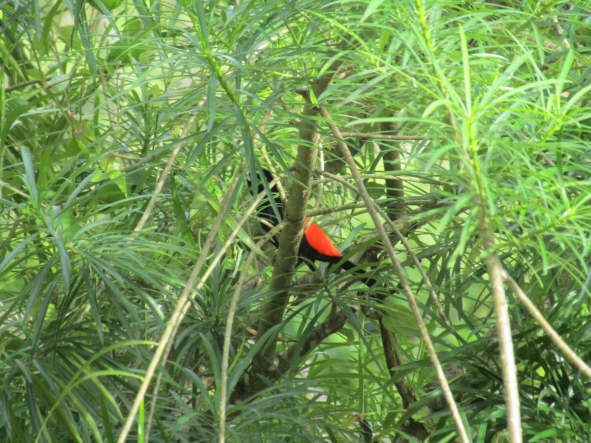 Scarlet-rumped Tanager (Cherrie's) - ML134628841