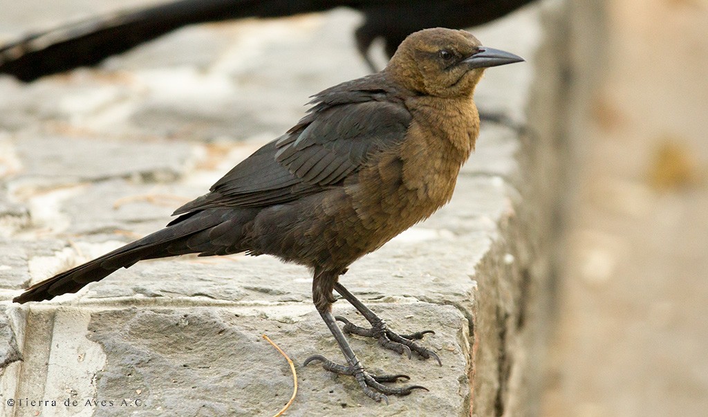 Great-tailed Grackle (Great-tailed) - manuel grosselet