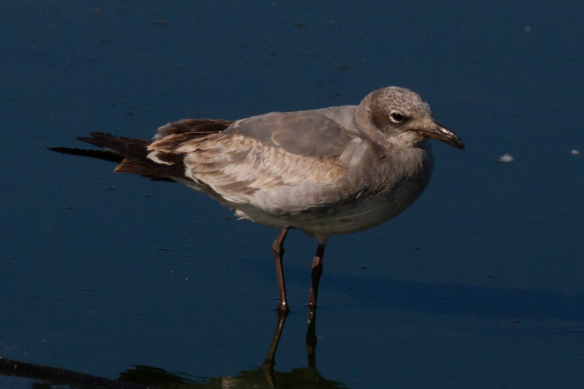 eBird Checklist 11 Jan 2019 Cocoa Landfill 26 species