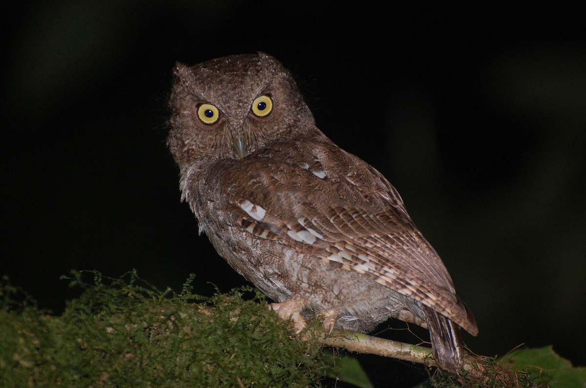Middle American Screech-Owl - ML134633691