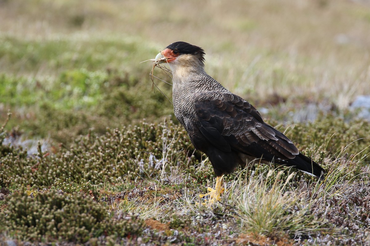 Crested Caracara (Southern) - ML134634091