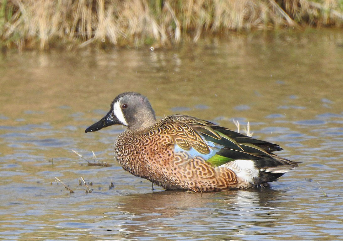 Blue-winged Teal - ML134638071