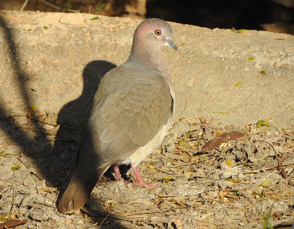 White-tipped Dove - Ad Konings