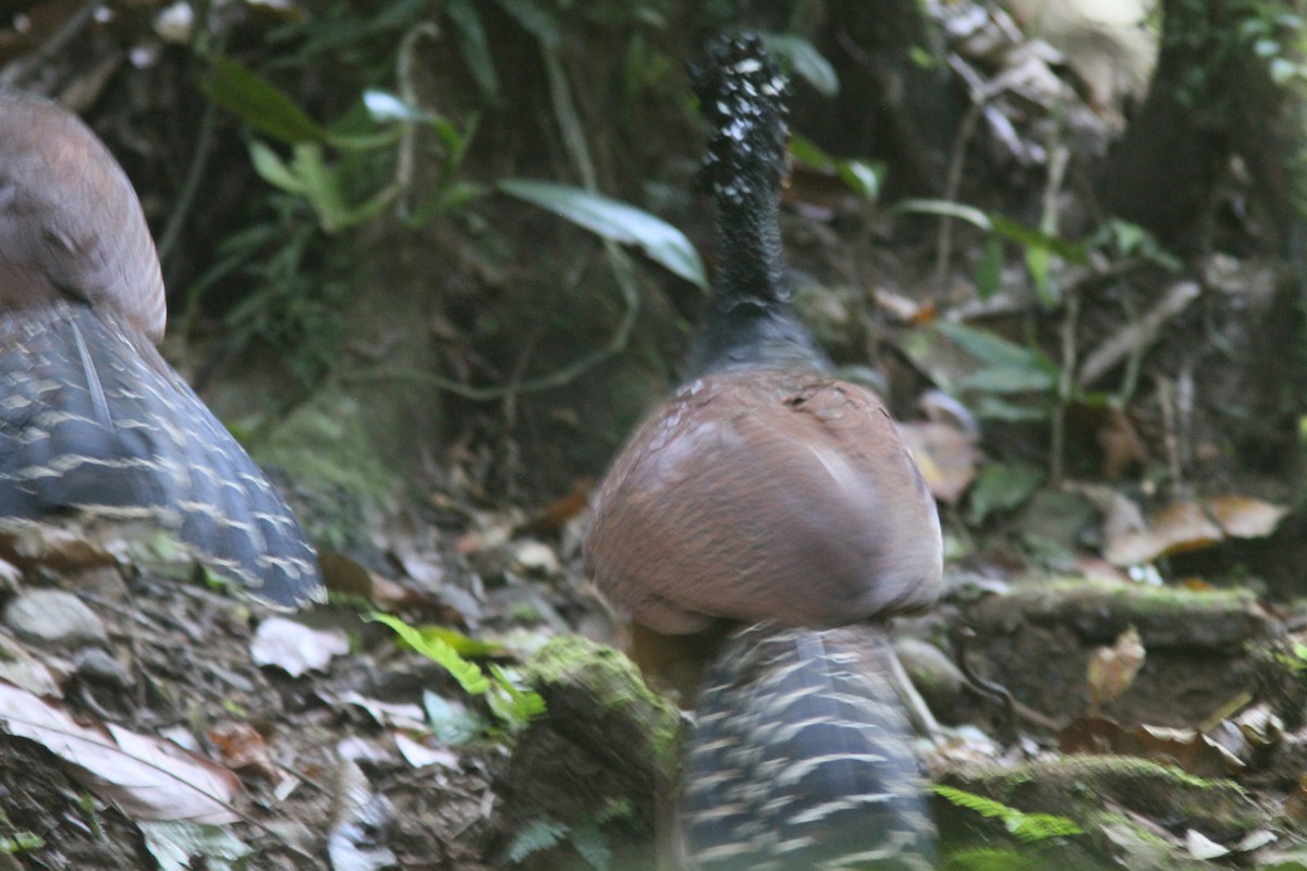 Great Curassow - Larry Therrien