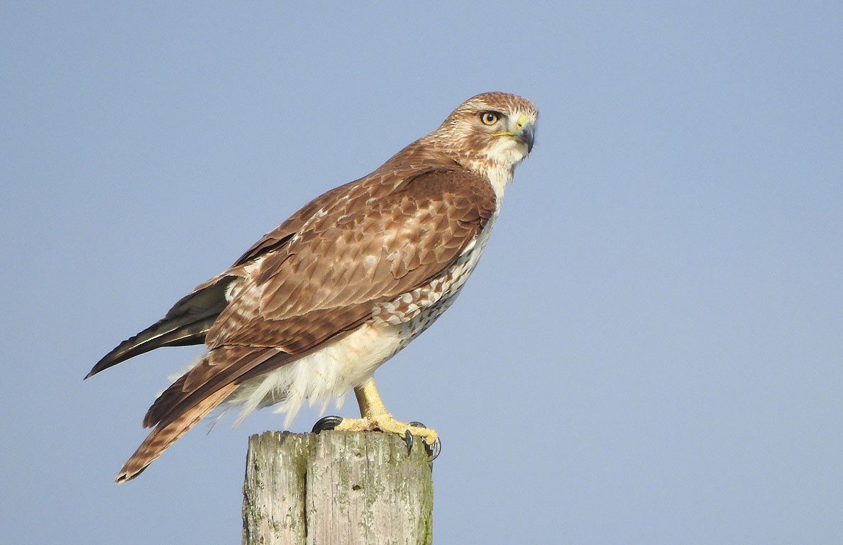 Red-tailed Hawk - ML134638961
