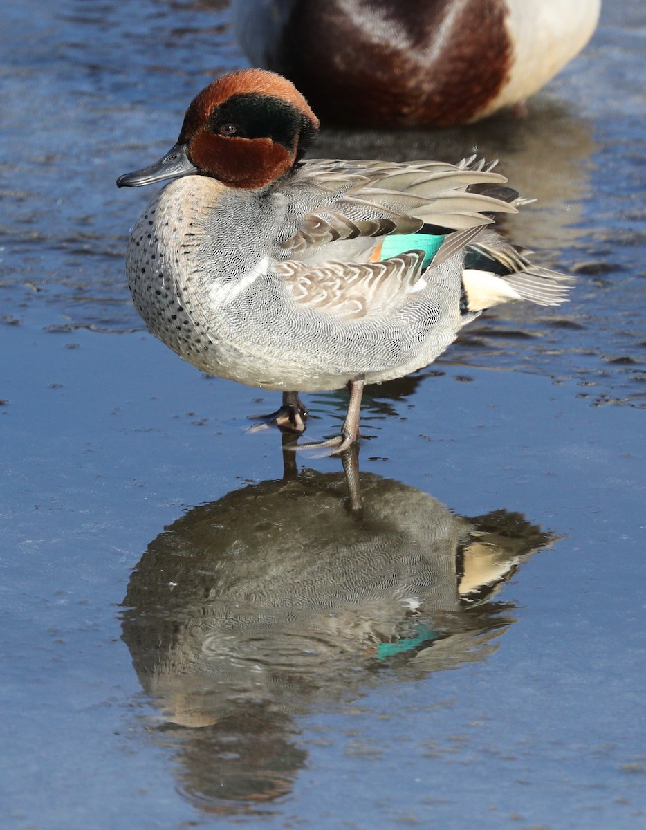 Green-winged Teal - ML134639041