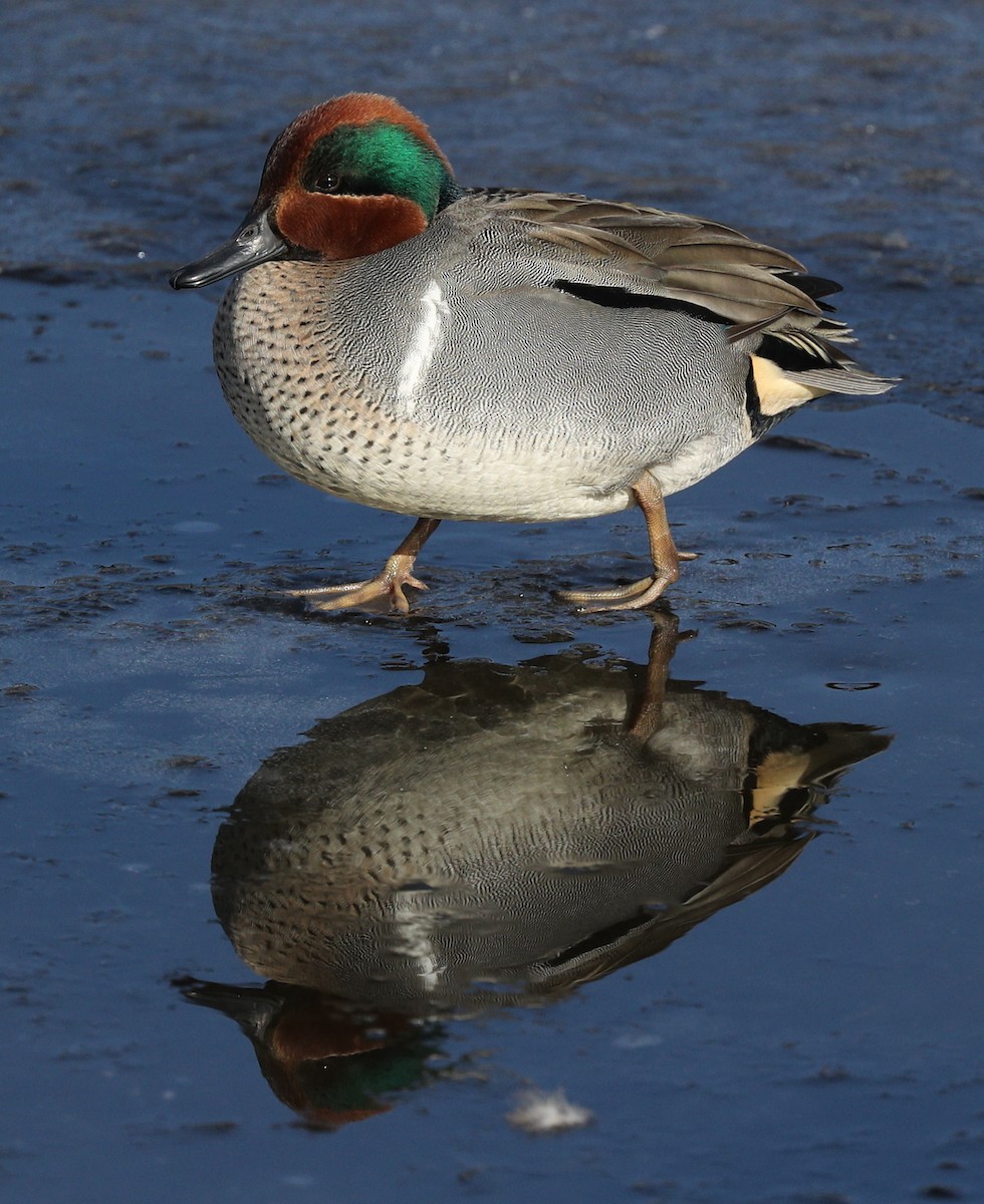 Green-winged Teal - ML134639191