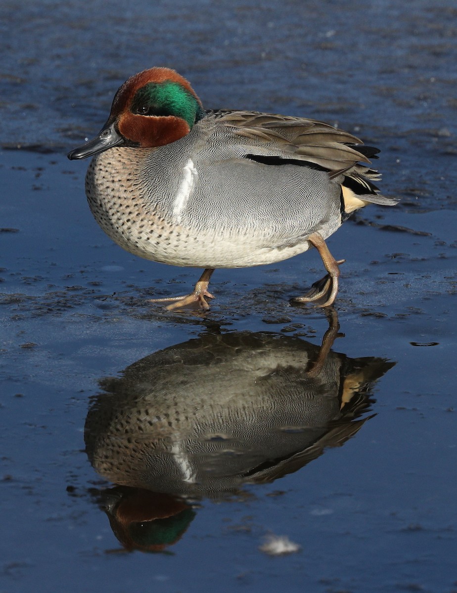 Green-winged Teal - ML134639301