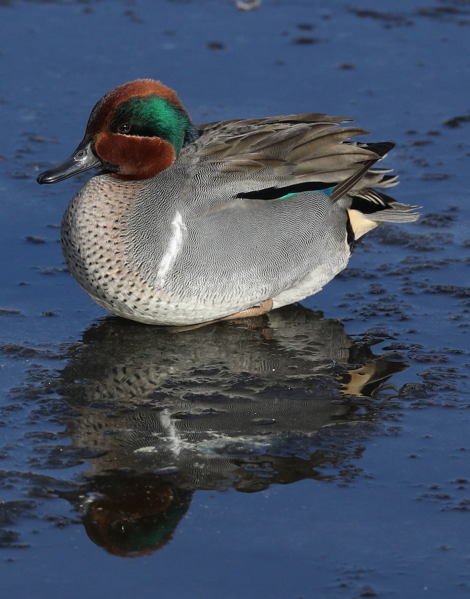 Green-winged Teal - ML134639391