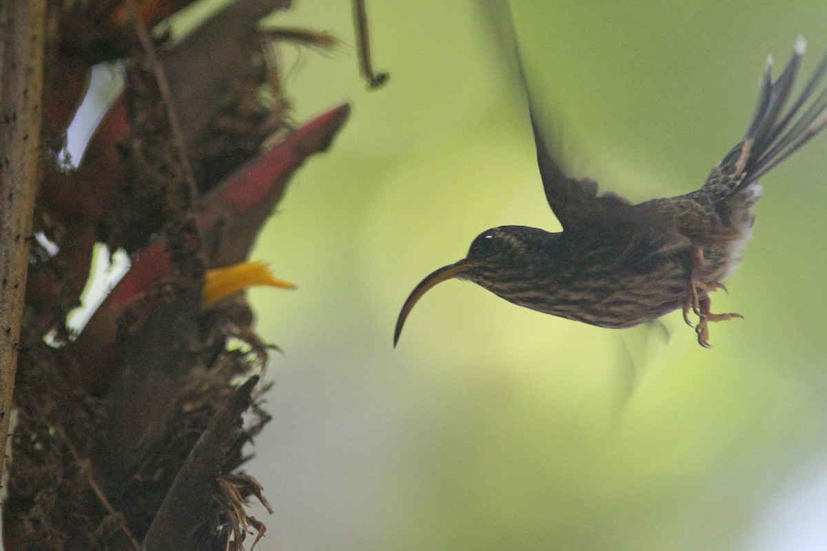 White-tipped Sicklebill - Larry Therrien