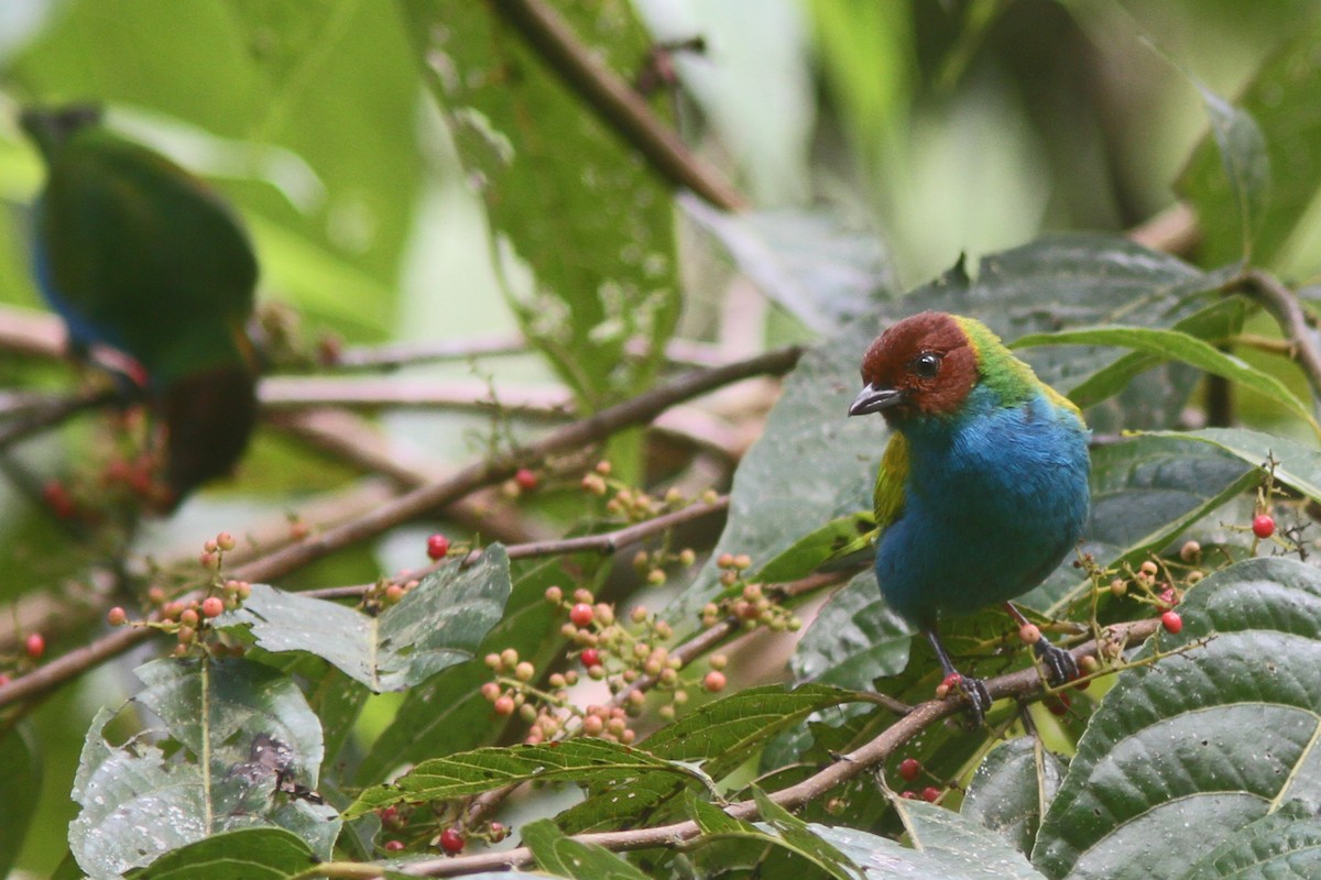 Bay-headed Tanager - ML134639951