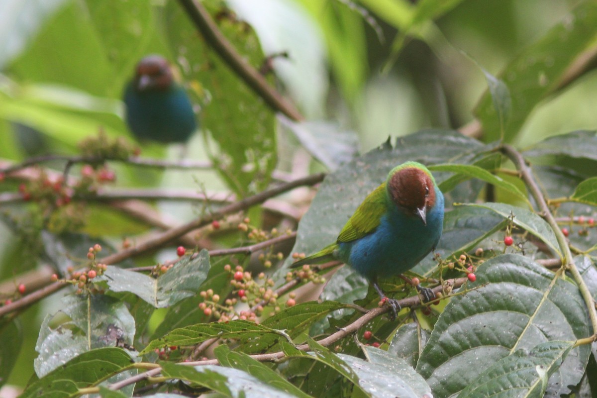 Bay-headed Tanager - ML134639961