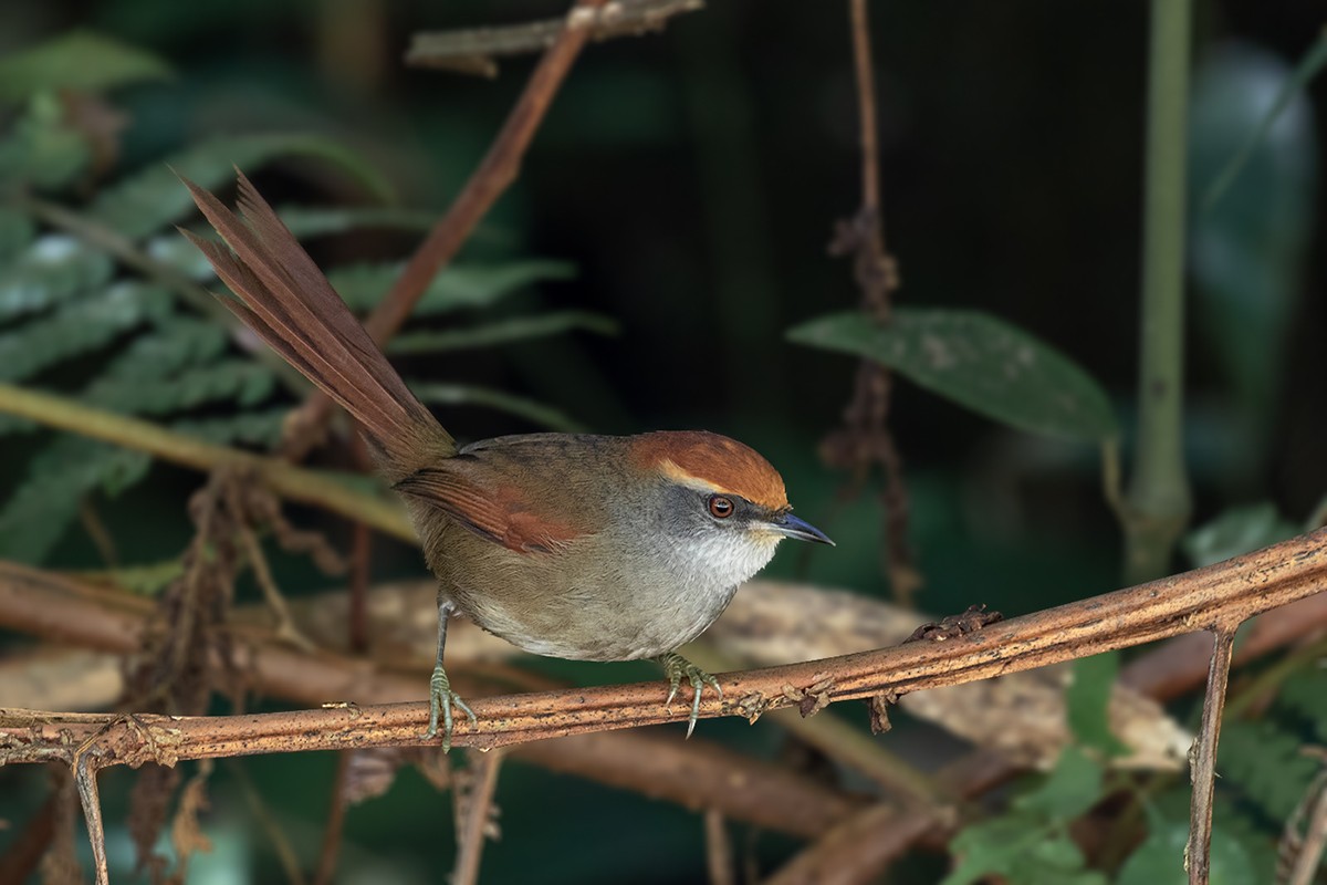 Rufous-capped Spinetail - Alexandre Gualhanone