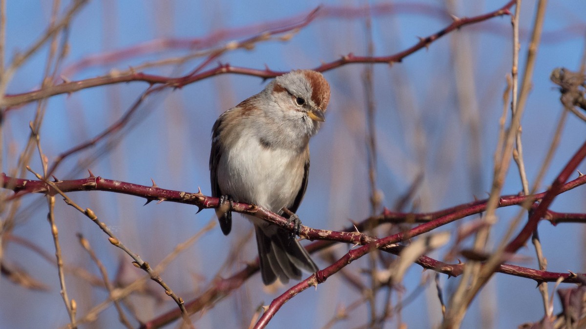 American Tree Sparrow - ML134642561