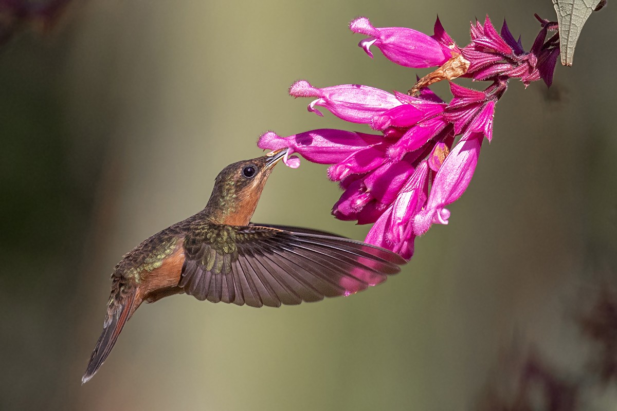 Rufous-breasted Hermit - ML134642641