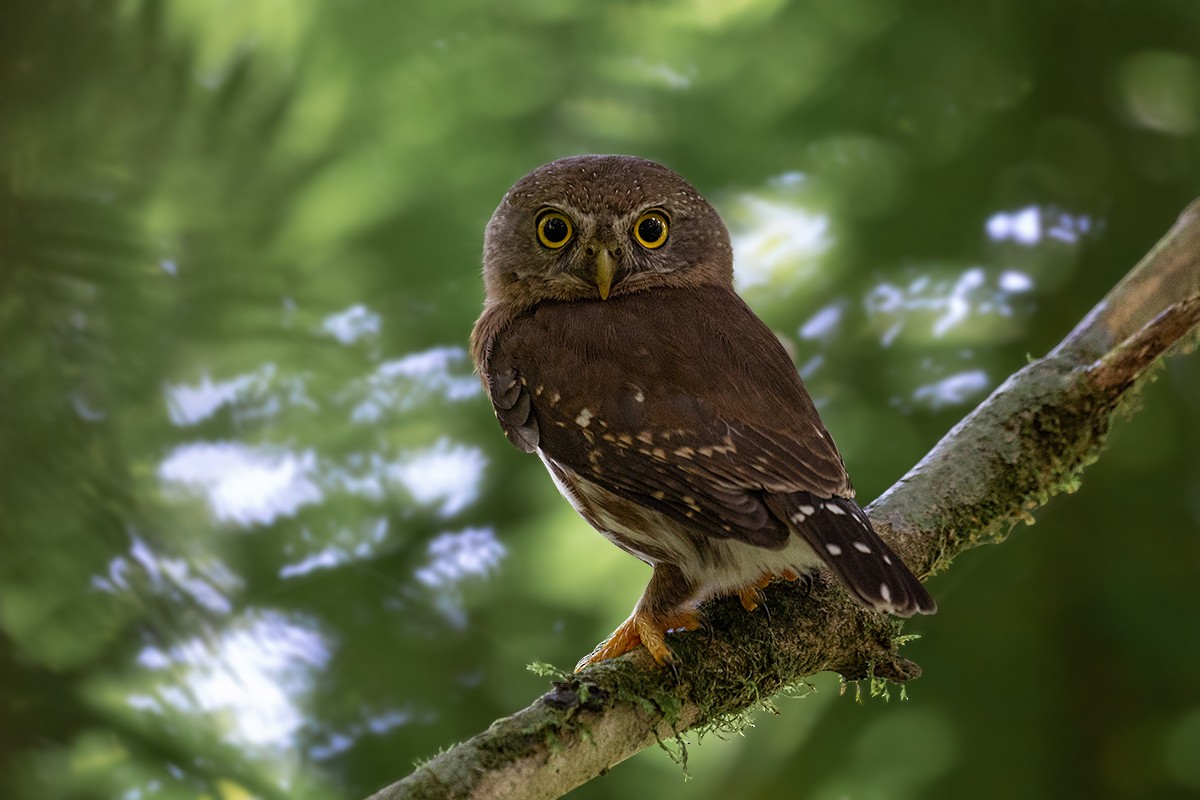 Least Pygmy-Owl - Alexandre Gualhanone