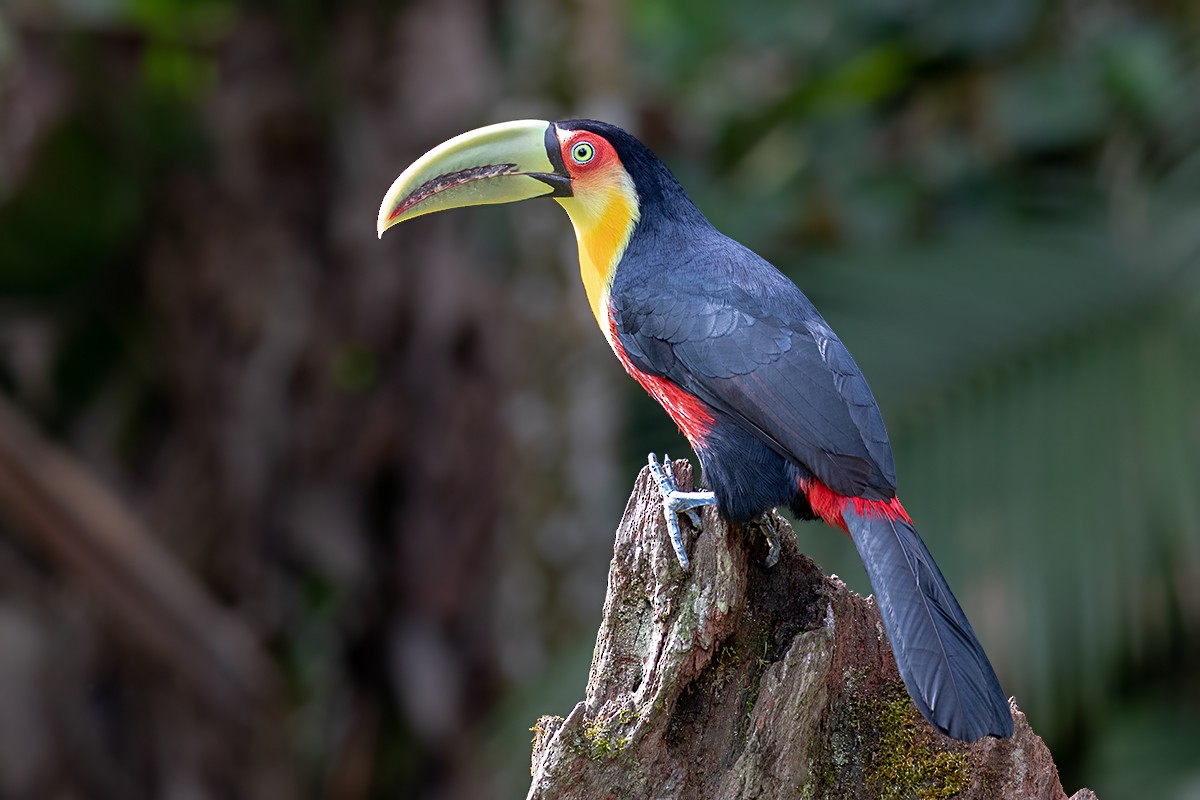 Red-breasted Toucan - ML134643171