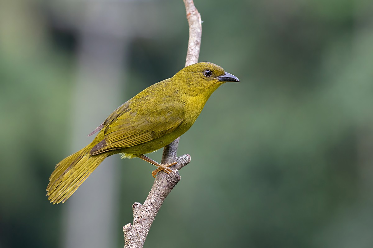 Olive-green Tanager - Alexandre Gualhanone