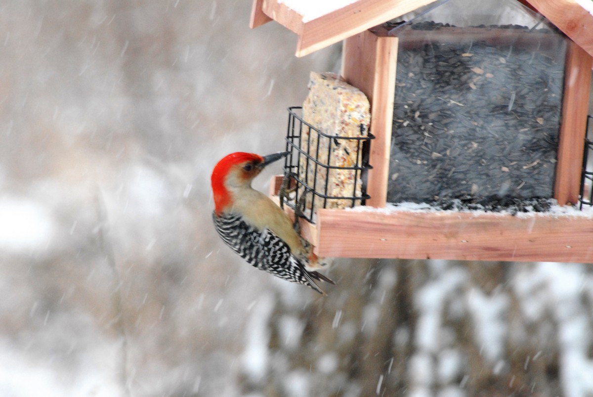 Red-bellied Woodpecker - ML134650361