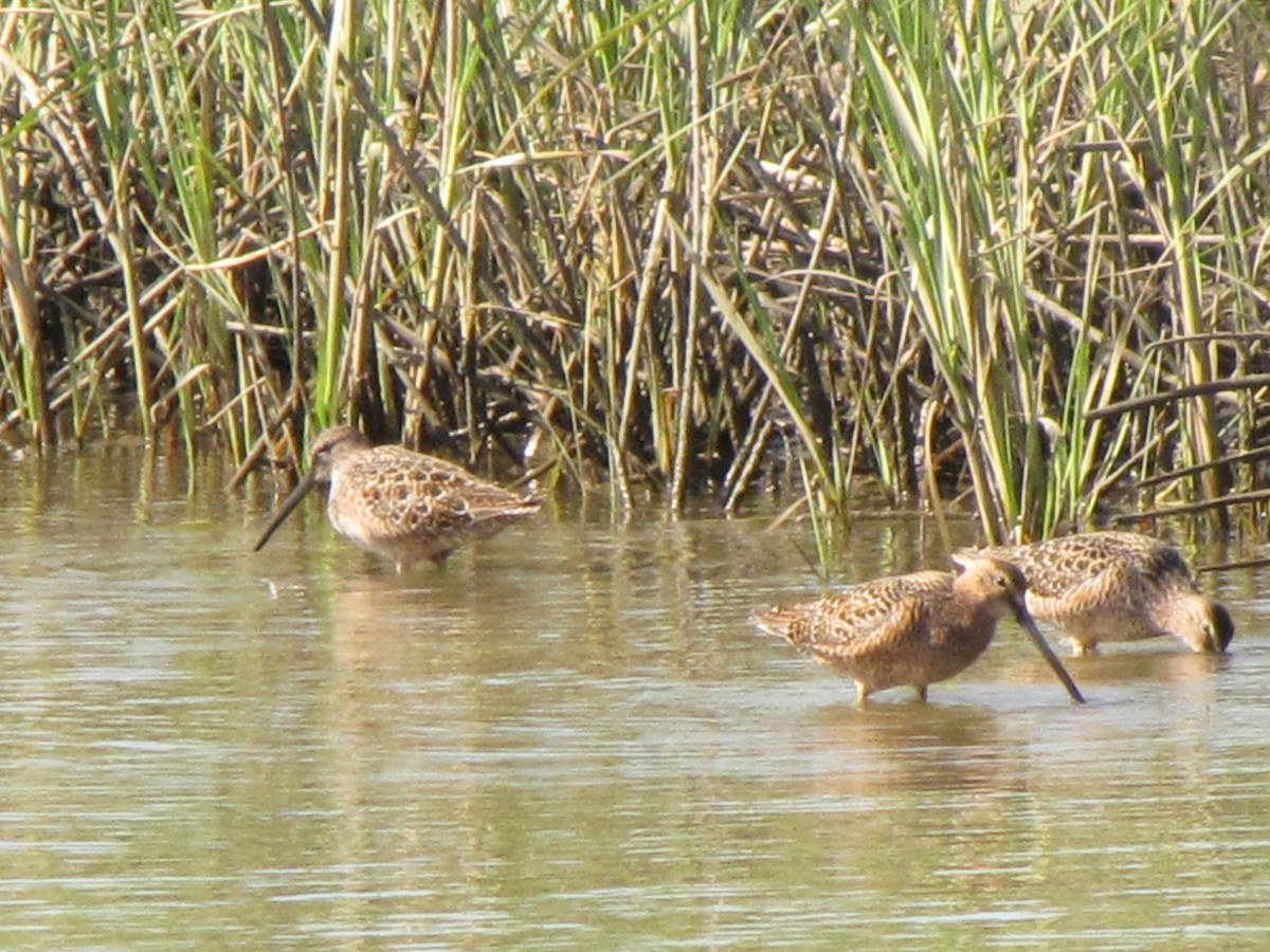 Long-billed Dowitcher - T Robertson